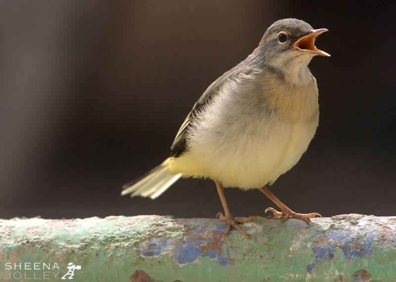 Young Wagtail.jpg - Kinsale